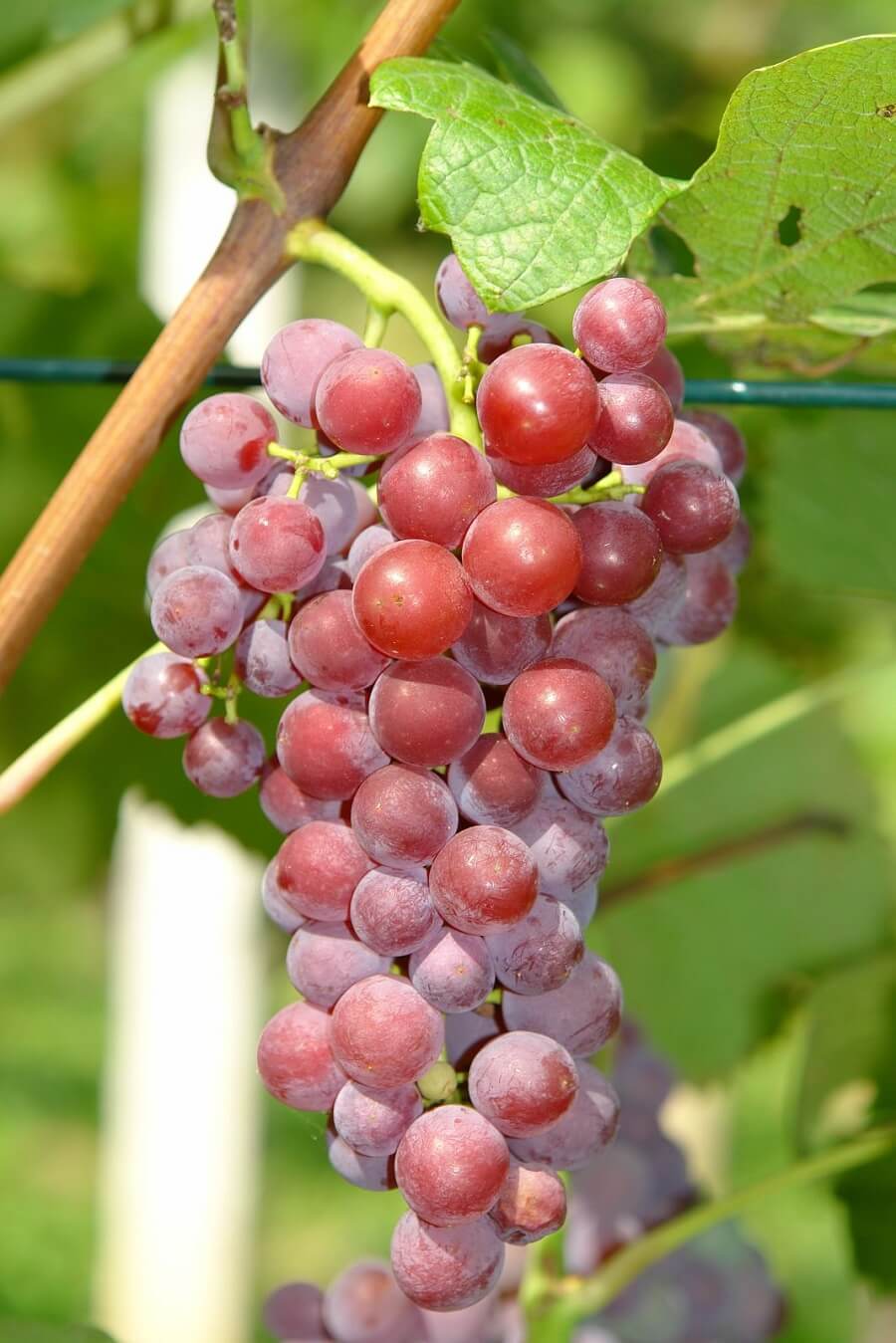 winogrona, różowe, deserowe, bezpestkowe, winnica, ogród
