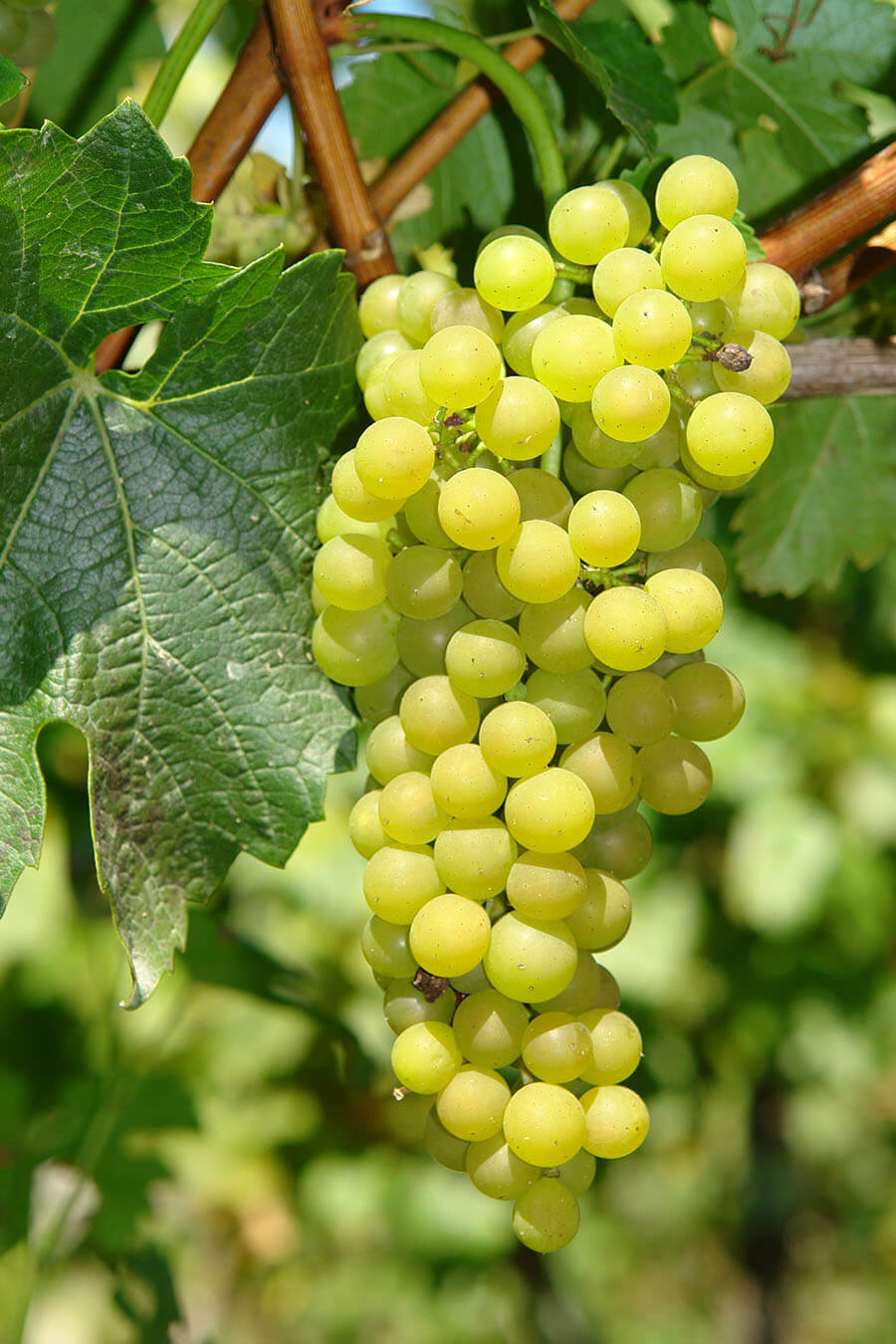 biała, winorośl, białe winogrona, szkółka, sprzedaż, uprawa, ogród, czerwone, wino, winorośl 